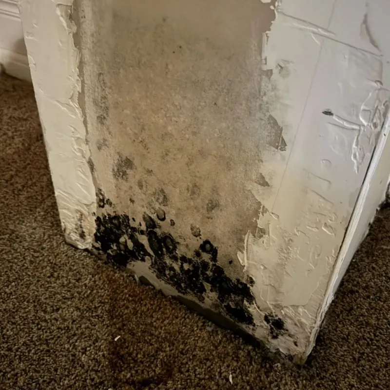 Professional Mold Removal in Rector, AR